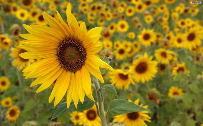 Sunflowers Wallpapers