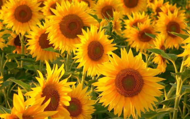 Sunflower Wallpapers