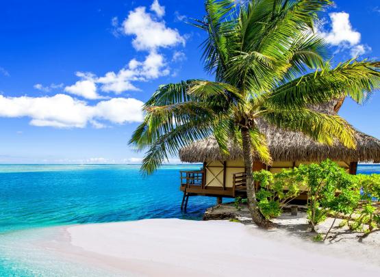 Tropical Desktop Background (56+ images)