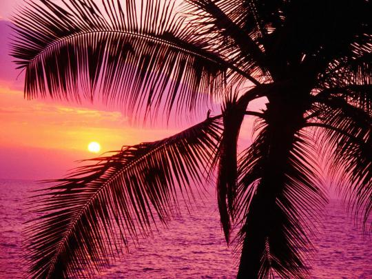 Tropical Desktop Backgrounds