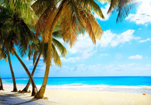summer, Palms, Vacation, Tropical, Sea, Paradise, Beach, Ocean 