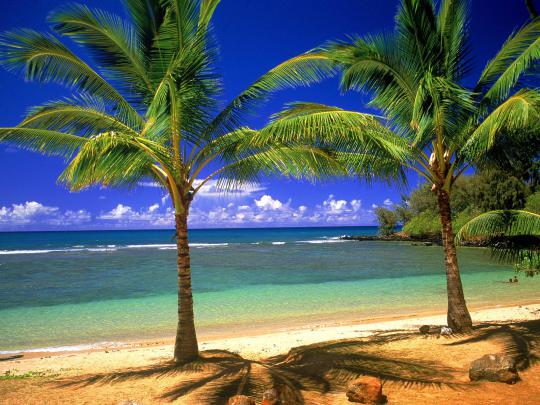 tropical wallpaper desktop - Free Desktop Wallpaper