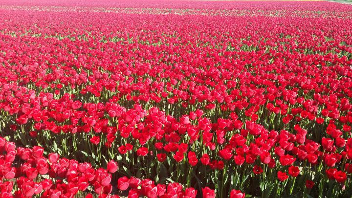 Red Tulips Field Wallpaper 4K Background | HD Wallpaper Background