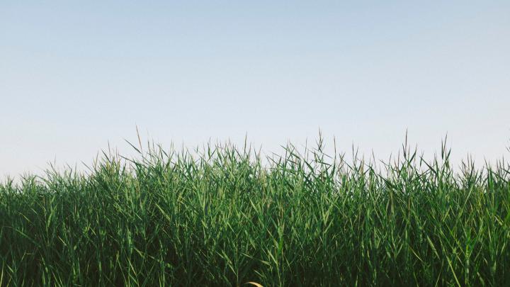 Green Grass Wallpaper 4K | HD Wallpaper Background