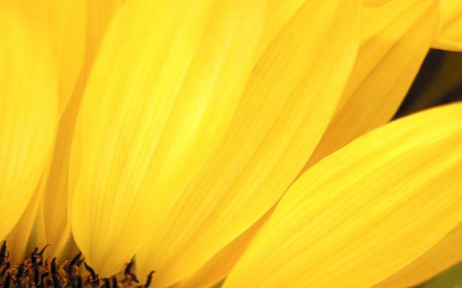 Yellow Desktop Wallpaper