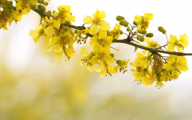 Yellow Aesthetic Computer Wallpapers - Top Free Yellow Aesthetic 