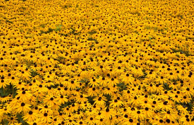 Yellow Flowers Wallpapers Images Photos Pictures Backgrounds