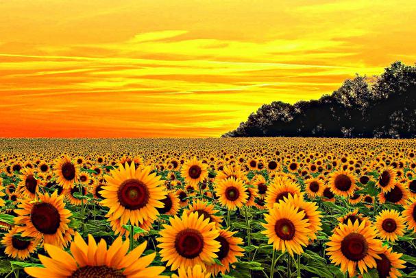 Yellow Aesthetic Sunflower Wallpapers
