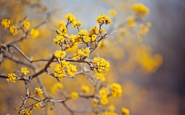 Yellow Flower Wallpapers