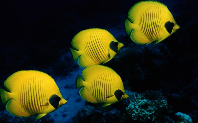 Yellow Color Desktop Wallpapers - Wallpaper, High Definition, High 