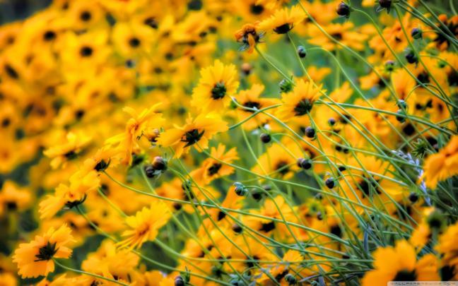 Yellow Desktop Wallpapers