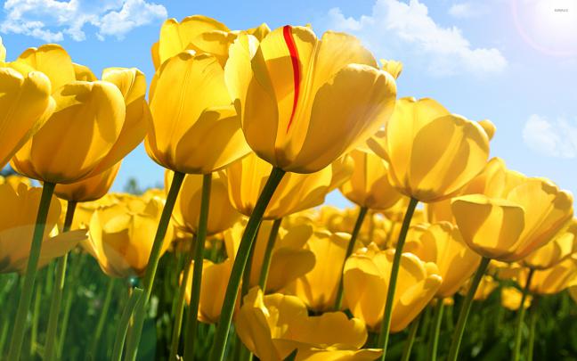 Colorful Desktop Wallpapers (71+ images)