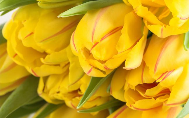 tulips background yellow - HD Desktop Wallpapers