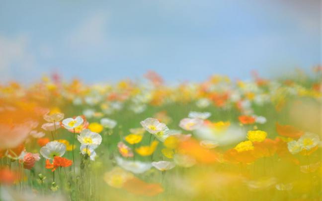 Yellow Desktop Backgrounds