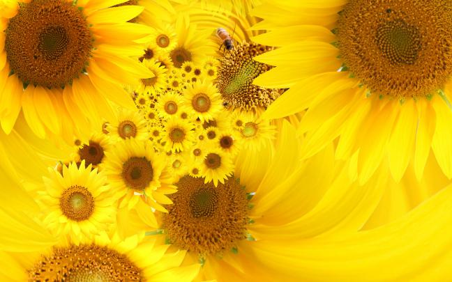 Yellow Color Desktop Backgrounds - Wallpaper, High Definition, High 