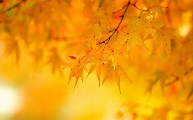 Yellow Backgrounds Image