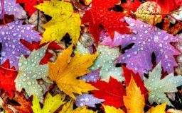 4k Autumn Wallpapers