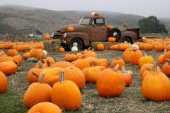 Pumpkin Desktop Wallpaper