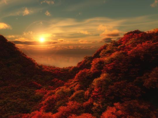 Sun shining on the red forest HD desktop wallpaper : Widescreen : High 
