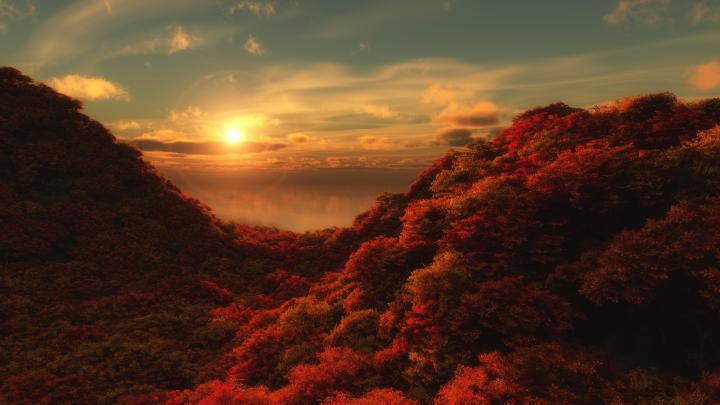 HD Sun shining on the red forest Wallpaper | Download Free - 149207