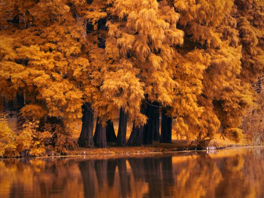 Autumn Fall Nature 4k, HD Nature, 4k Wallpapers, Images, Backgrounds 