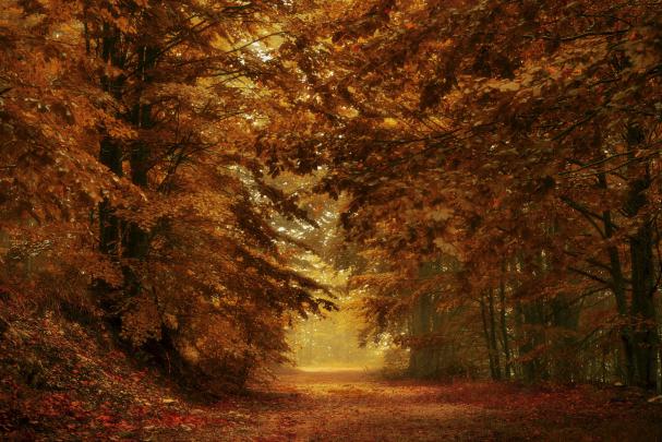 4K Fall Wallpapers - Top Free 4K Fall Backgrounds - WallpaperAccess