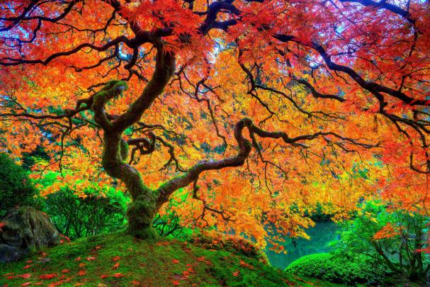 4K Fall Wallpaper -