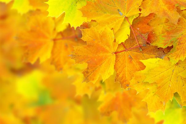 [47+] 4K Fall Wallpaper 