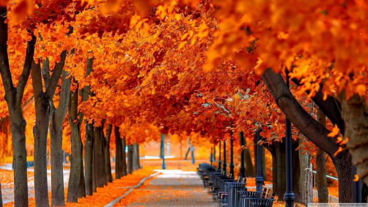 Fall Wallpapers - Top Free Fall Backgrounds - WallpaperAccess