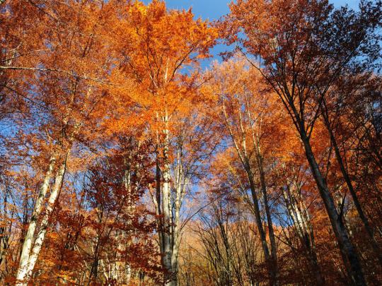 Page 3 of Fall 4K wallpapers for your desktop or mobile screen