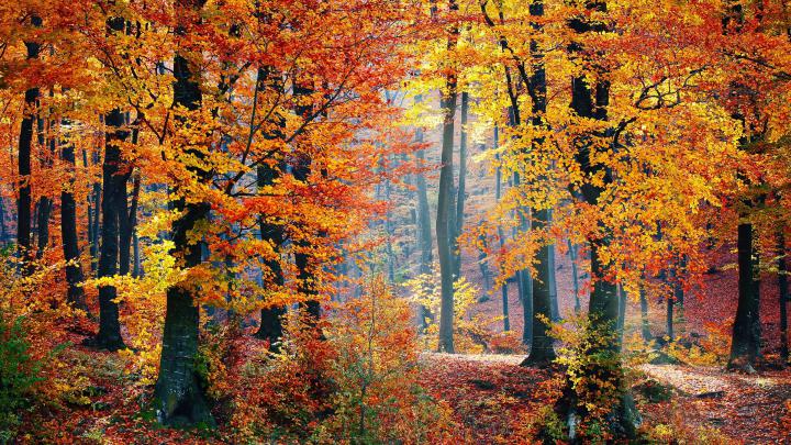 4K Fall Wallpapers - Top Free 4K Fall Backgrounds - WallpaperAccess