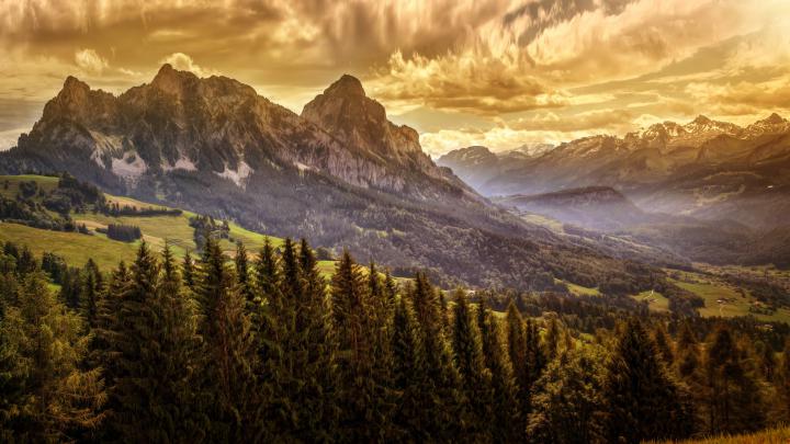 8k, Forest Wallpapers HD \/ Desktop and Mobile Backgrounds
