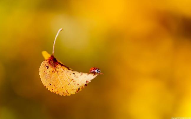 Cute Fall Wallpapers
