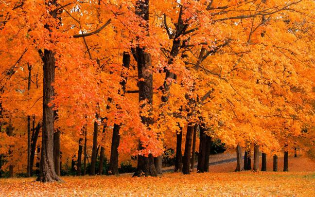 [47+] Cute Autumn Free Desktop Wallpaper 