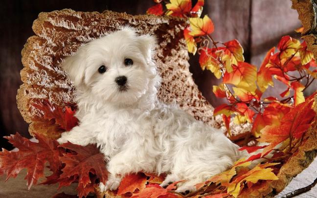 Cute Fall Wallpaper Backgrounds -