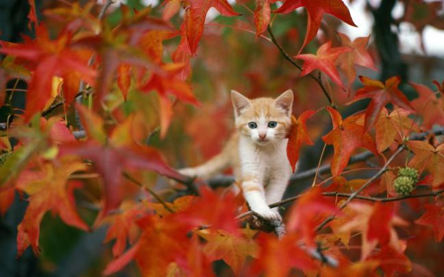 Cute Fall Wallpaper Backgrounds -
