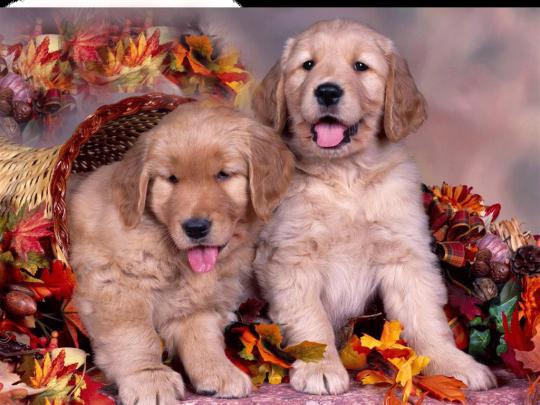 [46+] Cute Fall Wallpaper Backgrounds 