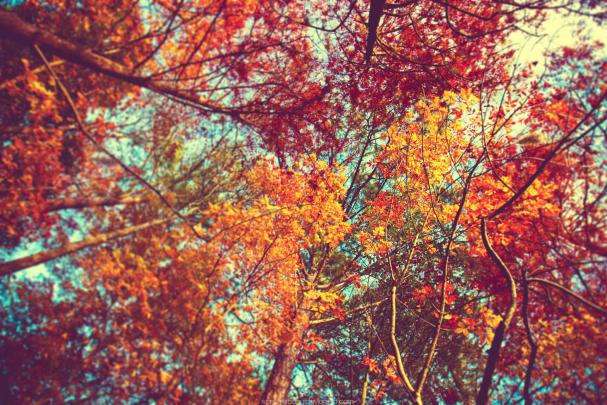 Cute Fall Wallpapers - Top Free Cute Fall Backgrounds - WallpaperAccess