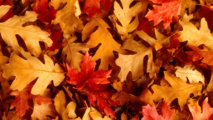 Cute Autumn Wallpapers (23 Wallpapers) \u2013 Adorable Wallpapers
