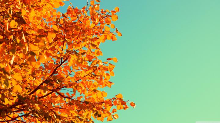 Cute Fall Wallpapers - Top Free Cute Fall Backgrounds - WallpaperAccess