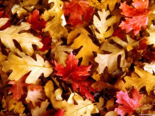 Cute Fall Wallpapers
