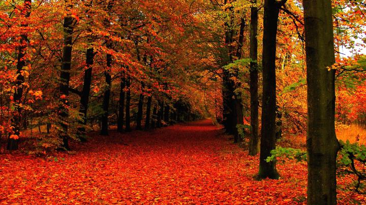 Cute Autumn Wallpapers (23 Wallpapers) \u2013 Adorable Wallpapers