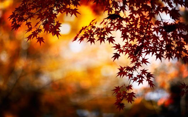 [46+] Cute Fall Wallpaper Backgrounds 