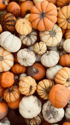 Pin by Melinda Fernandez on Phone Backgrounds in 2020 | Pumpkin 