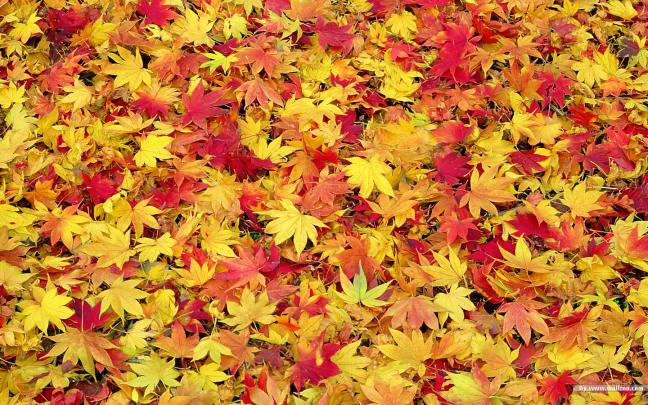 [46+] Cute Fall Wallpapers 