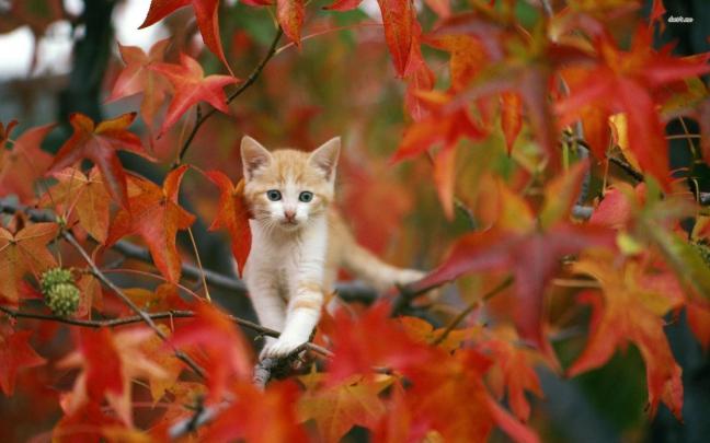 Autumn Pictures Wallpapers