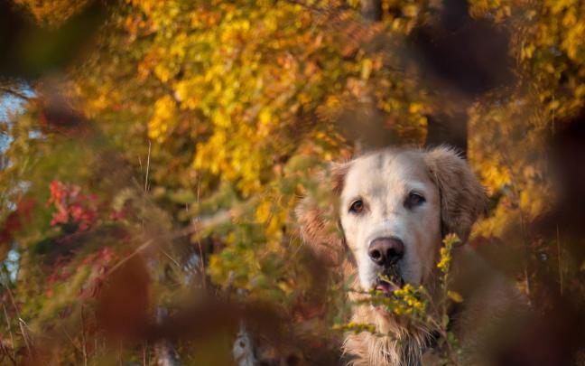 [70+] Cute Fall Wallpaper 