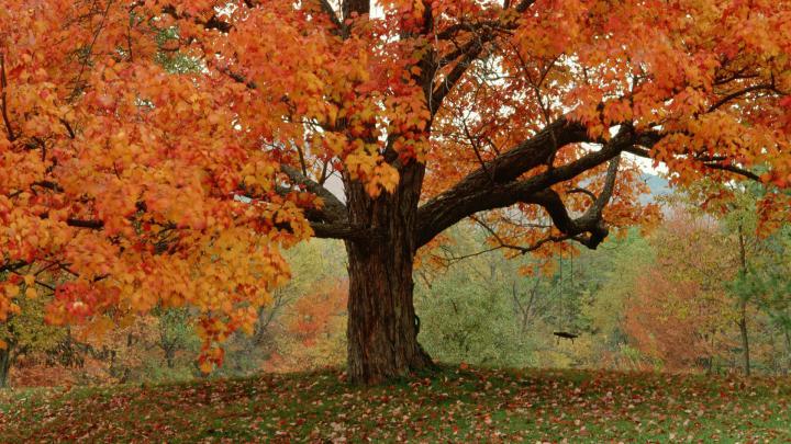 Cute Fall Wallpaper Backgrounds -