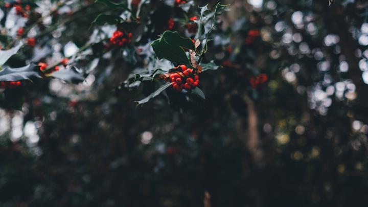 Aesthetic Christmas Wallpapers (28 images) - WallpaperBoat