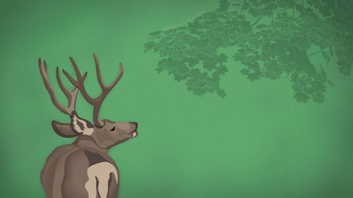 Indie Wallpapers